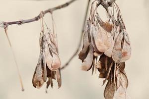 Brown dry ash seeds photo