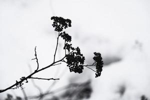 Black silhouette of dried dead branch on white snow background photo