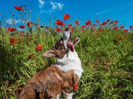 Young Welsh Corgi Cardigan Dog in the fresh poppies field. photo