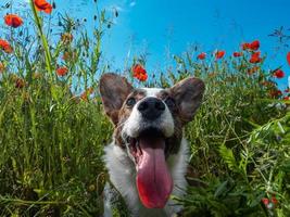 Perro cardigan corgi galés joven en el campo de amapolas frescas. foto