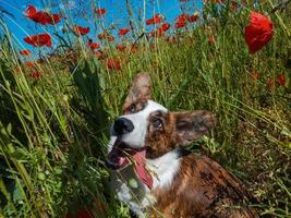 Young Welsh Corgi Cardigan Dog in the fresh poppies field. photo
