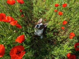 Young Welsh Corgi Cardigan Dog in the fresh poppies field. photo