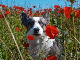 Hermoso perro gris welsh corgi cardigan en el campo de amapolas frescas. foto