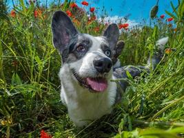 Hermoso perro gris welsh corgi cardigan en el campo de amapolas frescas. foto