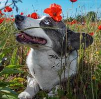 Handsome Gray Welsh Corgi Cardigan Dog in the fresh poppies field. photo