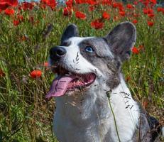 Hermoso perro gris welsh corgi cardigan en el campo de amapolas frescas. foto