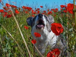 Handsome Gray Welsh Corgi Cardigan Dog in the fresh poppies field. photo