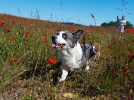 Hermoso perro gris welsh corgi cardigan en el campo de amapolas frescas. foto