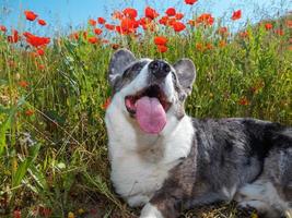 Hermoso perro gris welsh corgi cardigan en el campo de amapolas frescas. foto