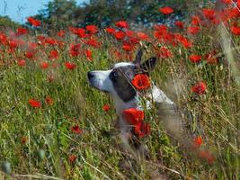 Handsome Gray Welsh Corgi Cardigan Dog in the fresh poppies field. photo