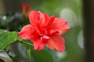 flor de hibisco rojo en el jardín foto