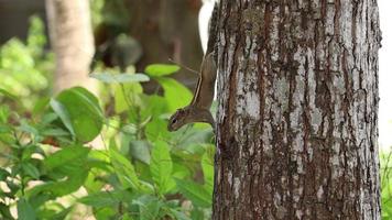 ardilla en un árbol video