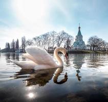 An elegant white swan on the water of the river photo