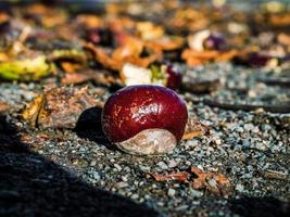 castañas maduras que se han caído al suelo y se han abierto. foto