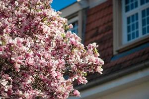 Blooming magnolias in the old quarters of Strasbourg, warm sunny spring. photo