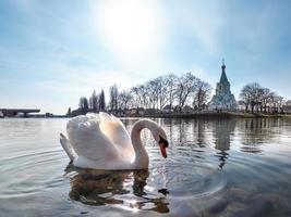 An elegant white swan on the water of the river photo