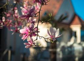 Blooming magnolias in the old quarters of Strasbourg, warm sunny spring. photo