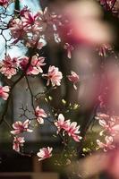 Blooming magnolias in the old quarters of Strasbourg, warm sunny spring. photo