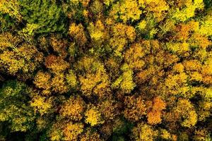 un dron se eleva sobre un bosque multicolor en los vosgos. copas de árboles amarillas, naranjas, rojas.
