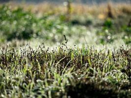 Morning frost on the autumn grass, fog and frost. photo