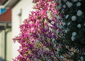 magnolias en flor en el casco antiguo de estrasburgo, primavera cálida y soleada. foto