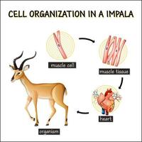 Diagram showing cell organization in a impala vector