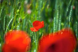 Blooming red poppies photo