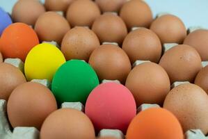 Eggs carton with chicken colorful easter egg lined up in rows at white background photo