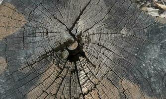 naturaleza madera vieja textura de fondo foto