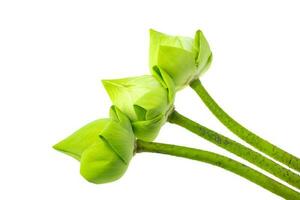 flor de loto verde fresca en el fondo blanco foto