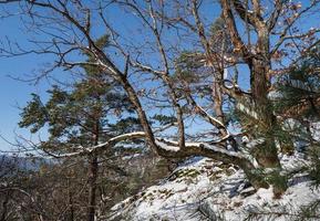 bosque de invierno en las montañas de los vosgos, francia