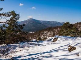 Winter forest in the Vosges mountains, France photo