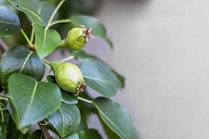 Young green fruits of pears on the branches of a fruit tree in the garden on a gray background. Ripening of the crop photo