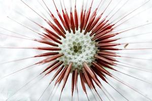 Hermosa semilla de flor de diente de león en primavera foto