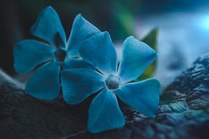 flor azul romántica en la naturaleza en primavera foto