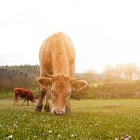 beautiful brown cow portrait in the meadow photo