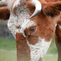 Hermoso retrato de vaca marrón en el prado foto