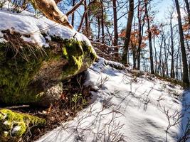 bosque de invierno en las montañas de los vosgos, francia
