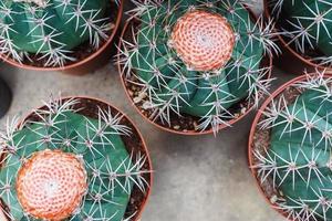 Cactus in pots photo