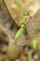 Pequeña mazorca de cacao joven en el árbol de cacao foto