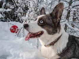 Corgi dog in a snowy forest photo