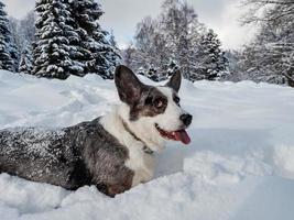 Corgi dog in a snowy forest photo