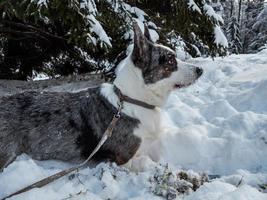 Corgi dog in a snowy forest photo