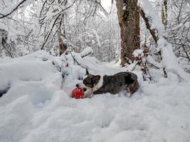 perro corgi en un bosque nevado foto