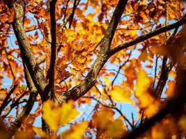 Sunny weather in the forest photo