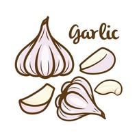 Seamless pattern garlic on white background vector