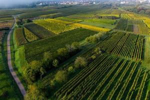 Viñedos en las estribaciones de los Vosgos, Francia foto