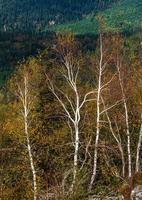 View from the top of the mountain to the Vosges mountains at Alsace, France photo