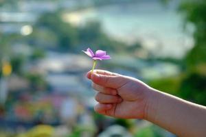 pequeñas flores rosas en manos de un niño con fondo borroso. foto