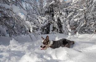 Corgi dog in a snowy forest photo